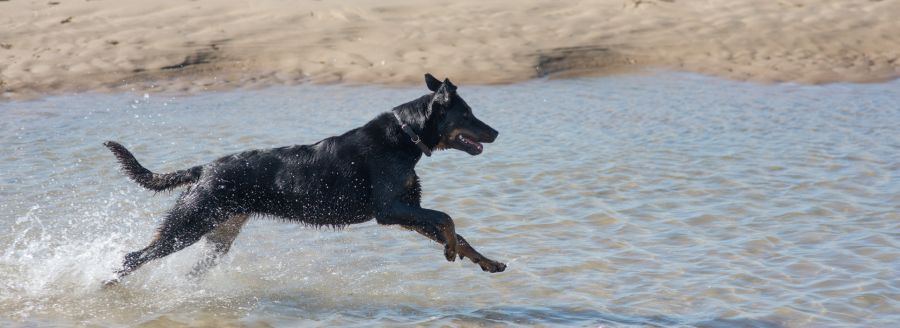 Schwarzer Hund rennt am Ostsee-Strand